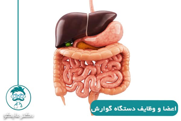دستگاه گوارش 