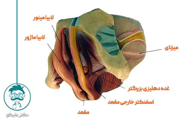 لابیای ماژور و مینور