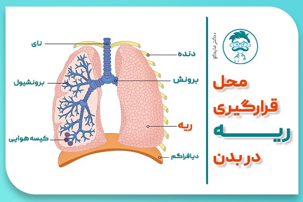 ریه کجاست؟