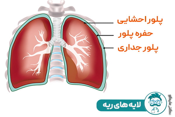 لایه های ریه