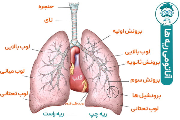 آناتومی ریه های انسان