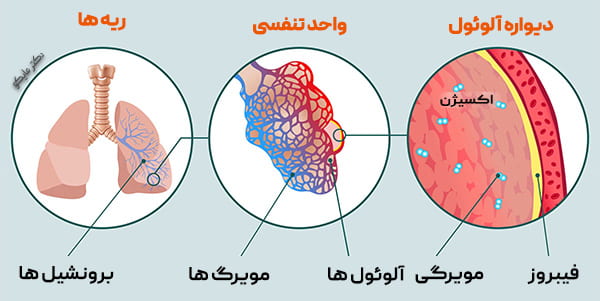 ریه و اکسیژن