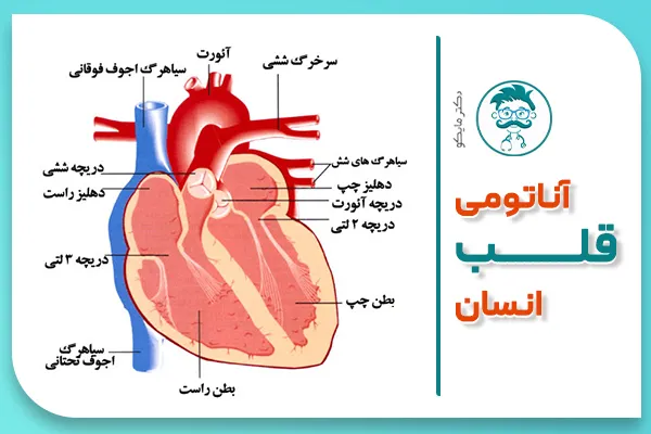 عکس آناتومی قلب انسان