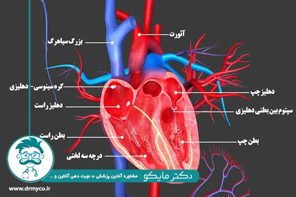 عملکرد قلب انسان