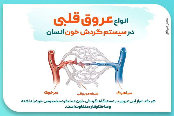 انواع عروق قلب انسان