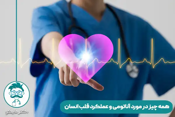 قلب انسان کجاست؟ وظایف، آناتومی قلب، شریانها +عکس قلب انسان