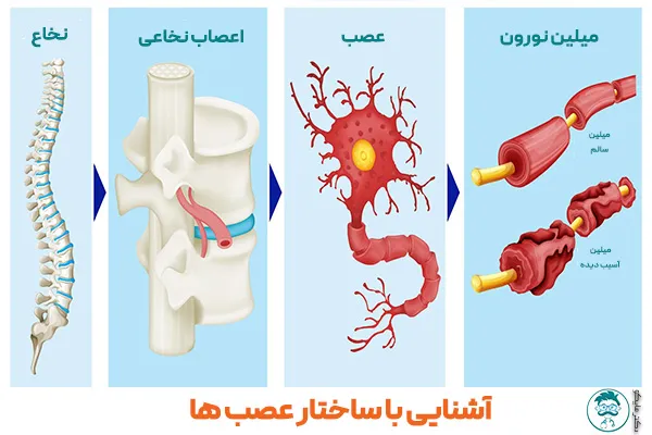 ساختار عصب ها 