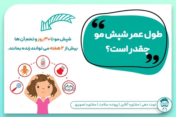 طول عمر شپش مو چقدر است؟