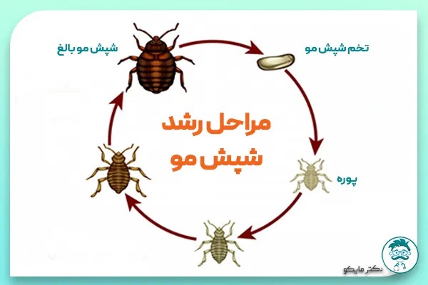 مراحل رشد شپش مو