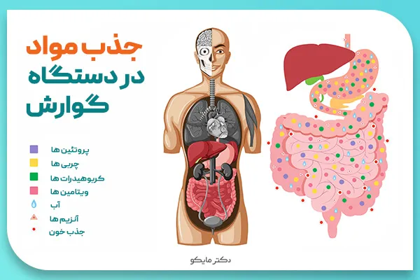 جذب مواد مغذی در ساختمان گوارش بدن انسان