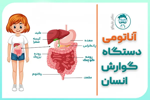 آناتومی دستگاه گوارش انسان