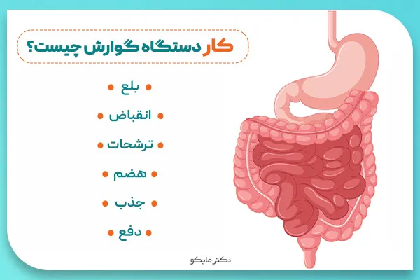 دستگاه گوارش چگونه کار می کند؟