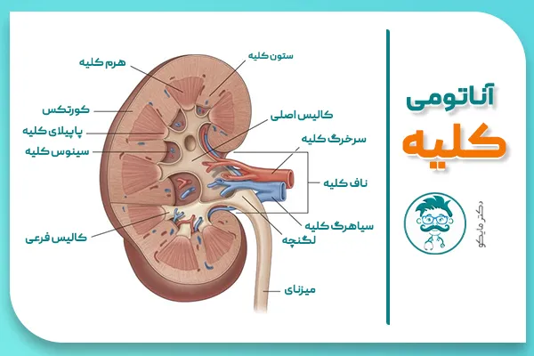آناتومی کلیه انسان با تصویر
