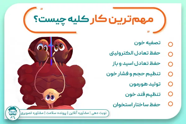 مهم‌ترین کار کلیه چیست؟