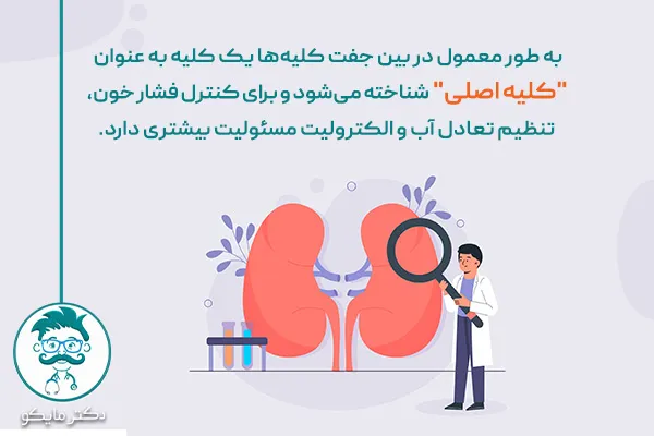کلیه چگونه کار می کند؟
