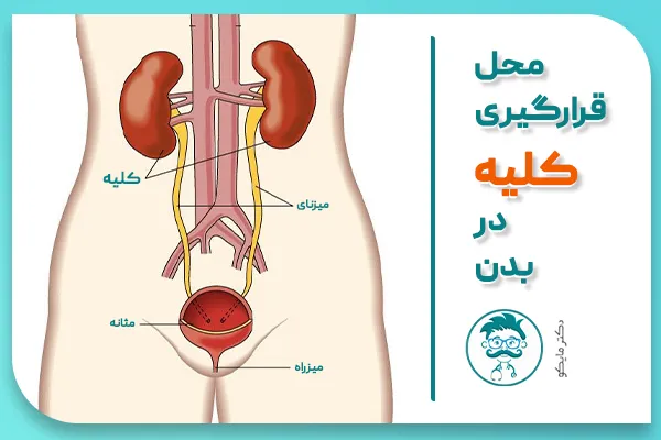کلیه کجاست؟ کلیه انسان کجا قرار دارد؟