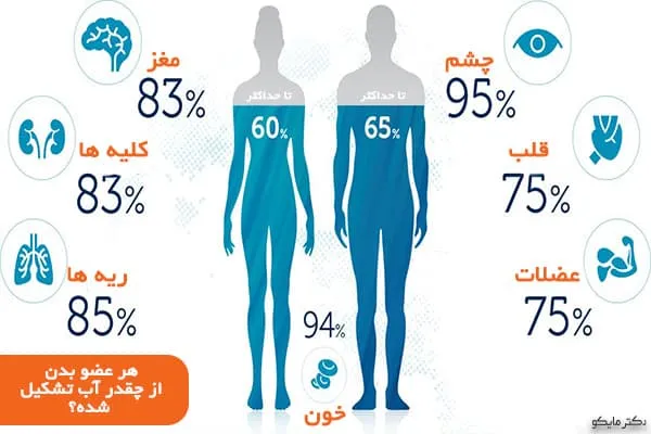 میزان آب بدن انسان در اعضا