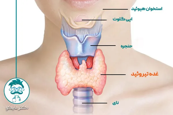 غده تیروئید