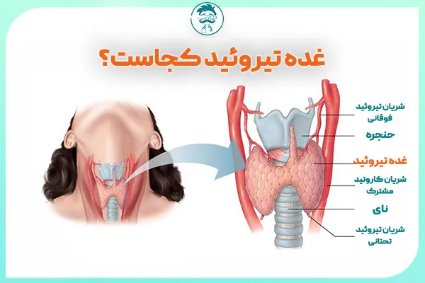 غده تیروئید کجاست؟