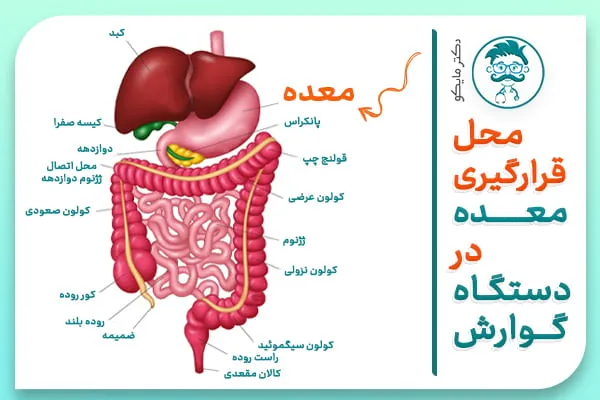معده در کجای بدن قرار دارد؟