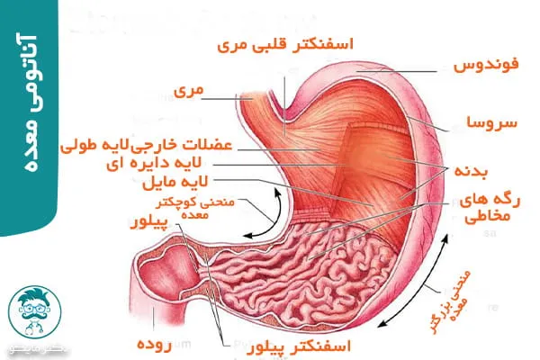 آناتومی معده
