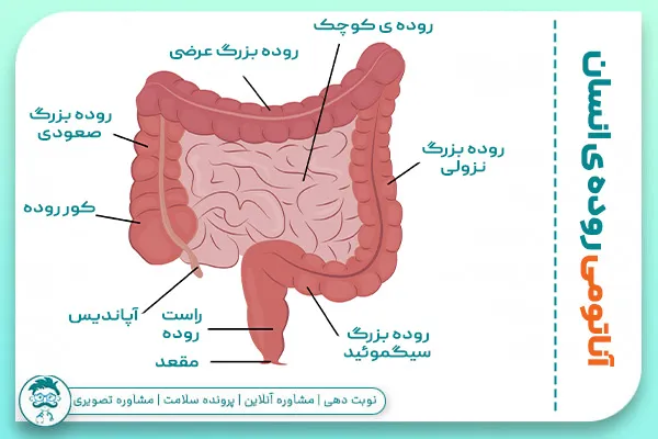 آناتومی روده کوچک و بزرگ انسان