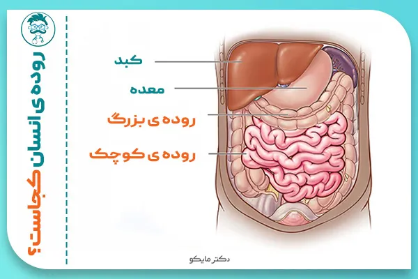 محل قرارگیری روده کجاست؟