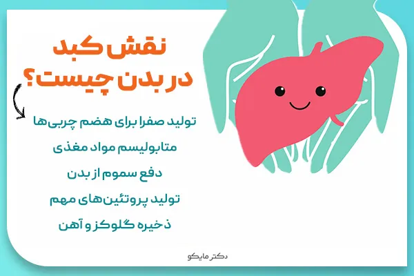 کبد چیست و چگونه کار می کند؟