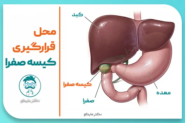 كيسه صفرا کجاست؟