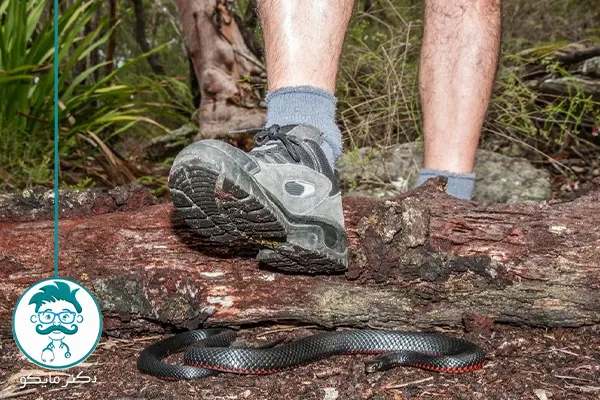 پیشگیری از مار گزیدگی