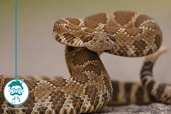 آمپول و داروهای مار گزیدگی