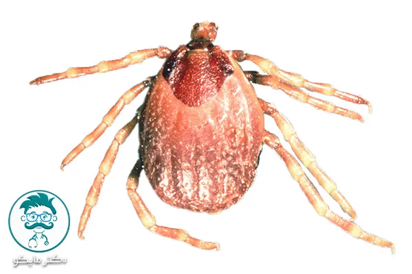 تب کریمه کنگو واگیر دار است؟