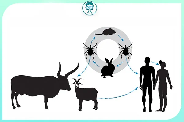 تب کریمه کنگو در ایران