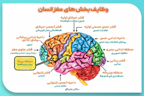 عملکرد مغز و اعصاب