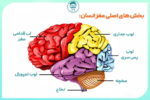 بخش های اصلی مغز انسان