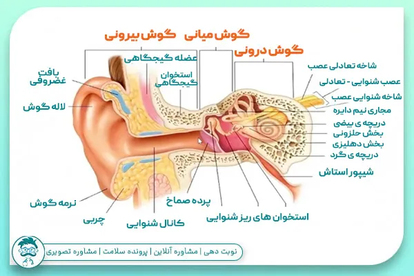 اجزای گوش انسان چیست؟