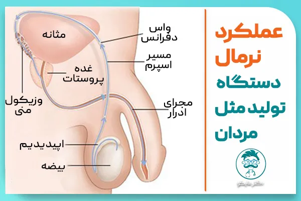 عملکرد سیستم تولید مثل مردان