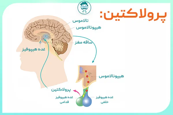 نقش پرولاکتین و تعریف هایپرپرولاکتینمی